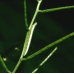 Orange Tip Anthocharis cardamines pupae 